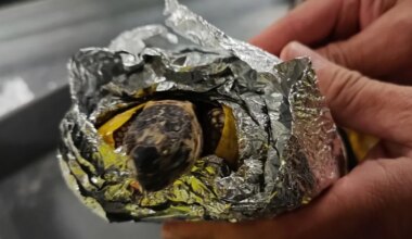 Flughafen: Sieben lebende Schildkröten im Handgepäck - Erding