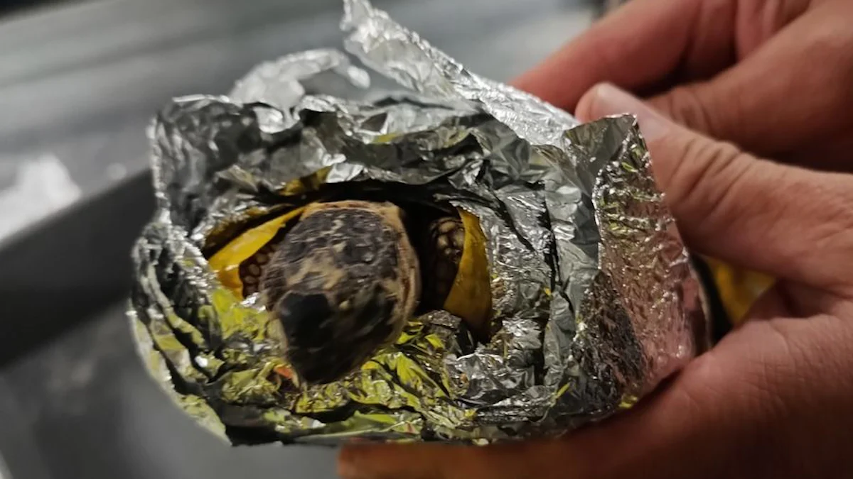 Flughafen: Sieben lebende Schildkröten im Handgepäck - Erding