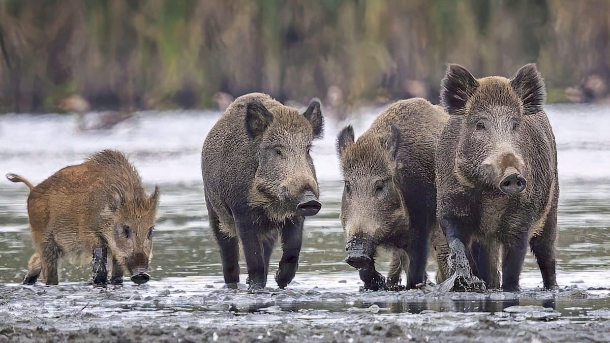 So stürzt das Wildschwein Deutschland in ein Dilemma