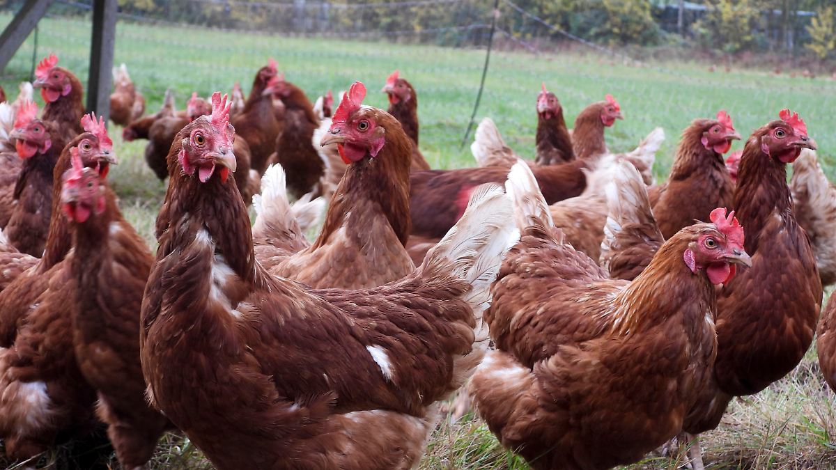 10:09 Nasa testet erstmals knallfreies Überschallflugzeug - nTV