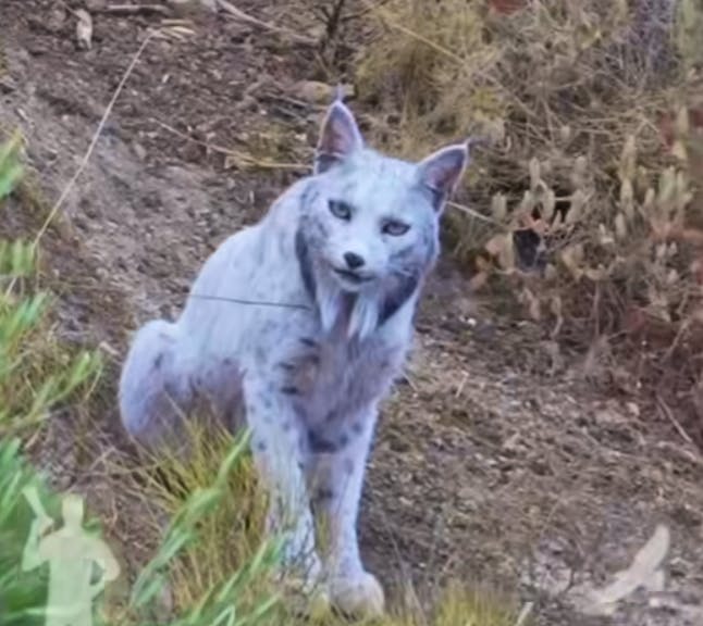 Dieser Luchs bringt Wissenschafter zum Rätseln. Fotografiert wurde er von einem Amateurfotografen in Spanien.