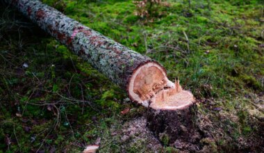 Umweltschutz - Bayern kritisiert Pläne für abgeschwächtes Waldschutzgesetz - Bayern