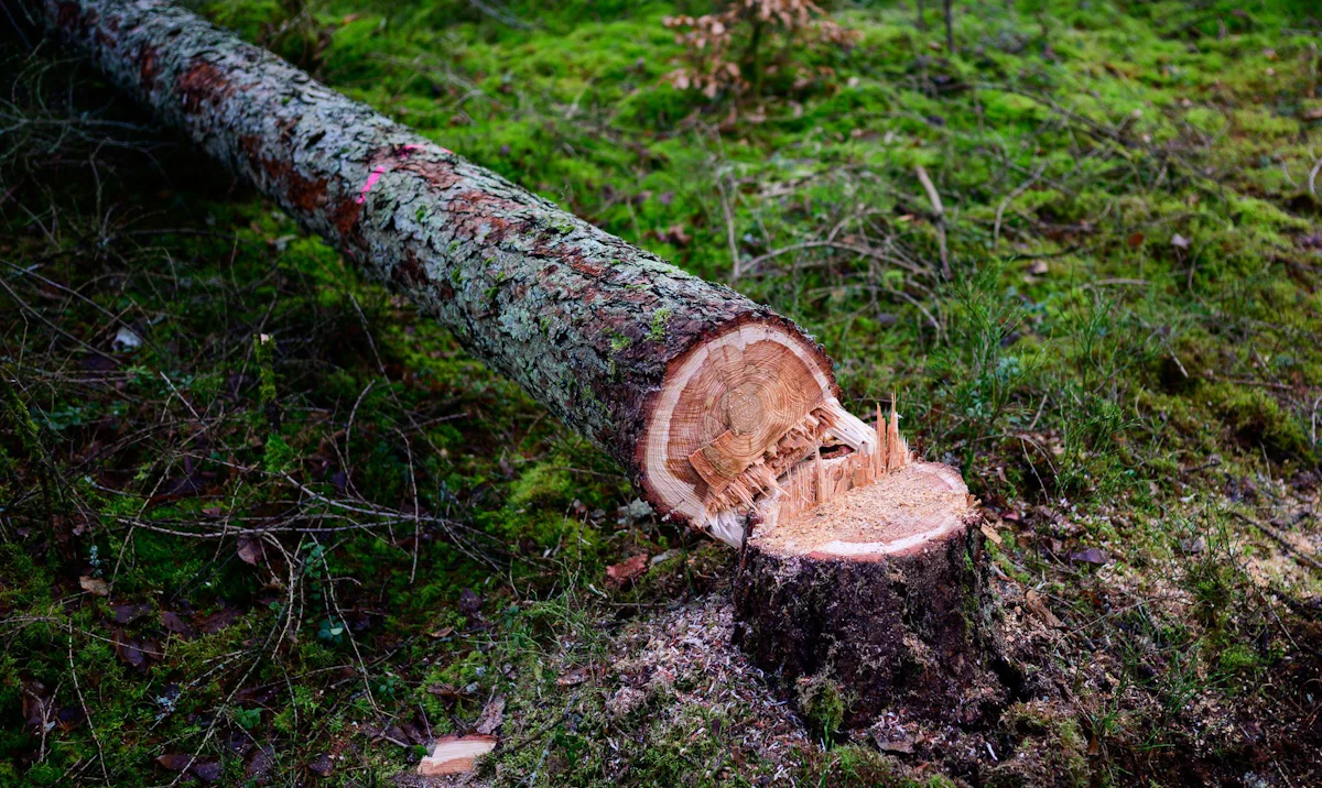 Umweltschutz - Bayern kritisiert Pläne für abgeschwächtes Waldschutzgesetz - Bayern