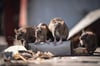 Ratten auf Nahrungssuche.
