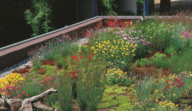 Zuschüsse für Dachbegrünung und Regenwasser