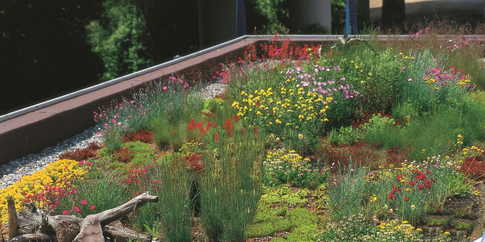 Zuschüsse für Dachbegrünung und Regenwasser