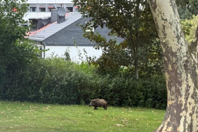 Ein Keiler steht auf der Pfarrwiese der katholischen St. Magdalena-Gemeinde in Lütgendortmund. Im Hintergrund: das Krankenhaus in Lütgendortmund.