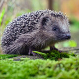 Igel werden von Mährobotern schnell übersehen. Bereits kleine Hautverletzungen können für die Tiere lebensbedrohlich sein.