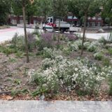 Eines der neuen Bepflanzungsbeete am umgestalteten Bramhügel in der Hertener Innenstadt.