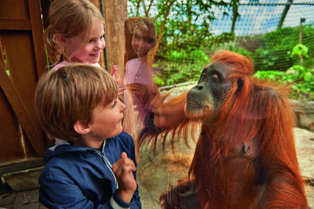 Zwei Kinder beobachten einen Affen, der direkt hinter der Scheibe in der Zoom Erlebniswelt in Gelsenkirchen sitzt.