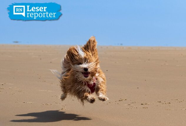 Hüdin Holly, ein Havanese, läuft vergnügt über einen Strand.