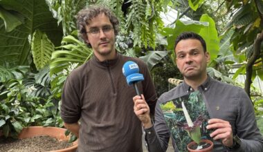 Titanenwurz in Dortmund geklaut - das sagt ein Mitarbeiter