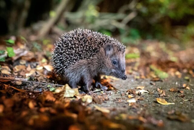 Ein junger Igel sitzt zwischen Blättern.