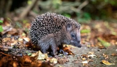 Tote Igel in Herten: Naturschutzbehörde prüft Bußgeld