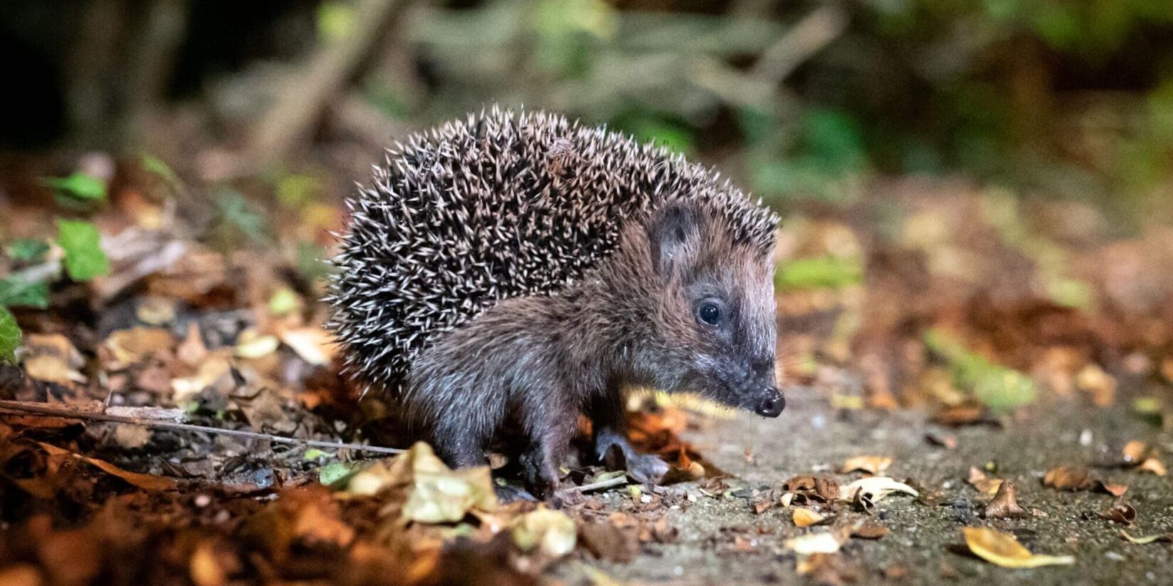 Tote Igel in Herten: Naturschutzbehörde prüft Bußgeld