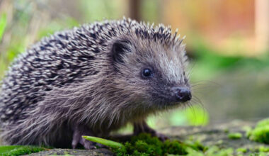 Kreis eröffnet Verfahren gegen Stadt Herten und E.ON