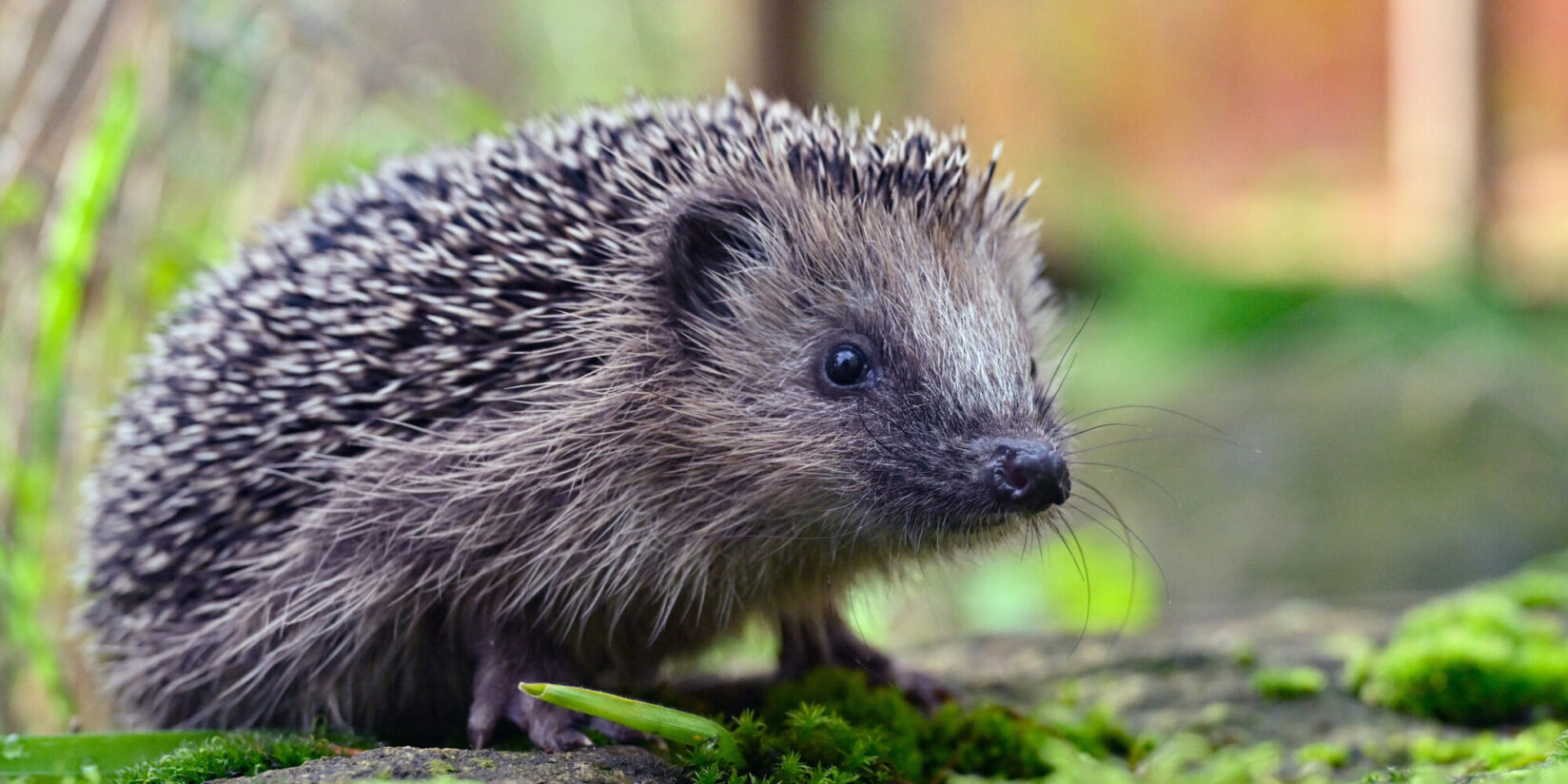 Kreis eröffnet Verfahren gegen Stadt Herten und E.ON