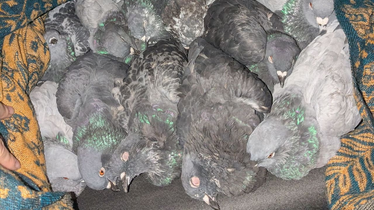 Rätsel um tote Tauben in Köln: Polizei ermittelt wegen Tierquälerei | Regional