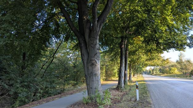 Alter Baumbestand an der B4 bei Nützen. Alter Baumbestand an der B4 bei Nützen.