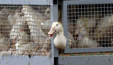 Vogelgrippe: Expertin erklärt, wie 130.000 Tiere gekeult werden | News