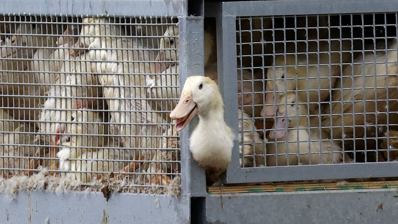 Vogelgrippe: Expertin erklärt, wie 130.000 Tiere gekeult werden | News