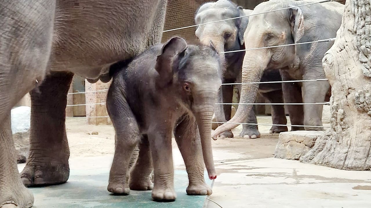 Zoo Leipzig: Zahnarzt reist für Elefanten-OP extra aus Südafrika an | Regional