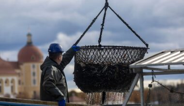 Sachsen: Abfischen am Moritzburger Schloss lockt tausende Besucher an