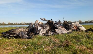 Berlin & Brandenburg: Vogelgrippe-Einsatz: Landrat meldet beim Land Hilfe an