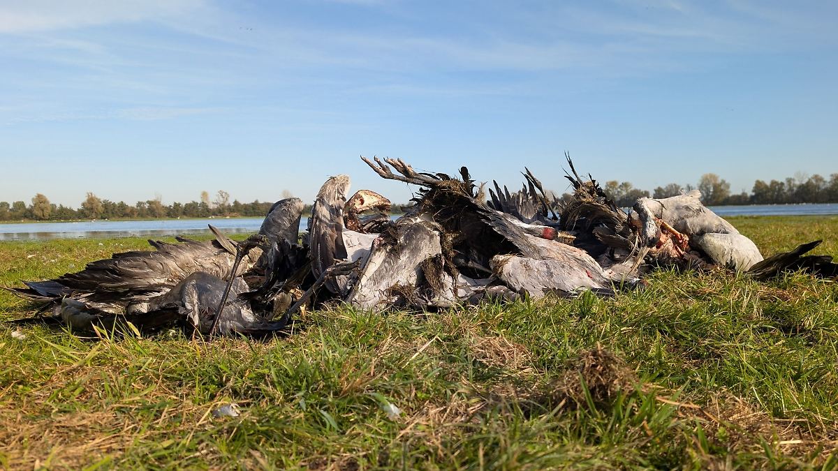 Berlin & Brandenburg: Vogelgrippe-Einsatz: Landrat meldet beim Land Hilfe an