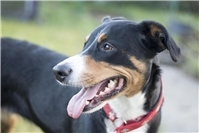 Asbach: Spaziergänger findet Giftköder