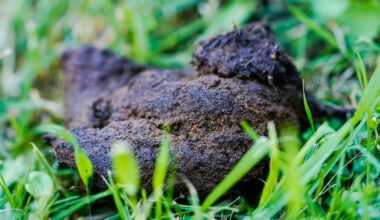 Berlin & Brandenburg: "Haufenweise" Kontrollen gegen liegen gelassenen Hundekot
