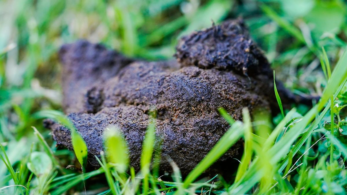 Berlin & Brandenburg: "Haufenweise" Kontrollen gegen liegen gelassenen Hundekot