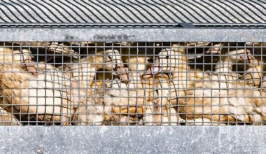 Niedersachsen & Bremen: Vogelgrippe: Stallpflicht auch im Landkreis Cloppenburg