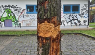 POL-OF: Hinweise erbeten: Wer hat den Baum beschädigt?; Einbrecher nahmen Schmuck und ...