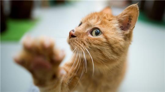 Erneut Katzenbabys in Tüte ausgesetzt Bereits zum dritten Mal seit September 2024 kam es in der Norderstraße zu einem solchen Fall. (Foto Archiv).