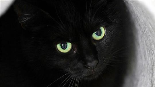 Stadt verbietet rund um Halloween Adoption schwarzer Katzen Bis zum 1. November dürfen im städtischen Tierheim der katalanischen Gemeinde keine schwarzen Katzen vermittelt werden. (Symbolbild)