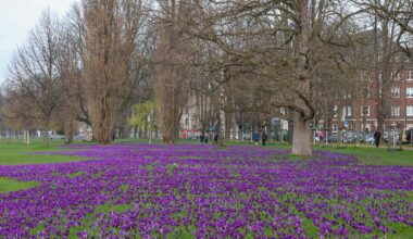 Düsseldorf: Neue Blumenzwiebeln für das „Blaue Band“ - Ddorf-Aktuell