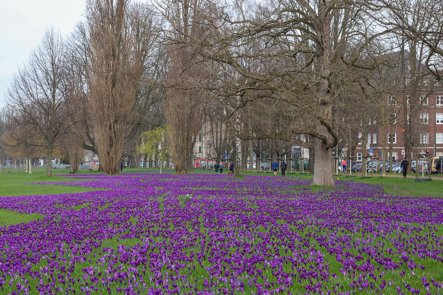 Düsseldorf: Neue Blumenzwiebeln für das „Blaue Band“ - Ddorf-Aktuell