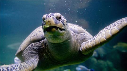Meeresschildkröte Ernie teilt sich Aquarium-WG mit Haien Brokkoli zählt zur Leibspeise von Meeresschildkröte Ernie im Aquarium Wilhelmshaven.