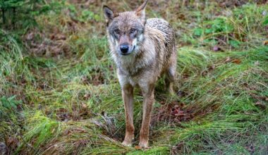 Niedersachsen & Bremen: Land setzt Abschussgenehmigung für Wolf wieder in Kraft