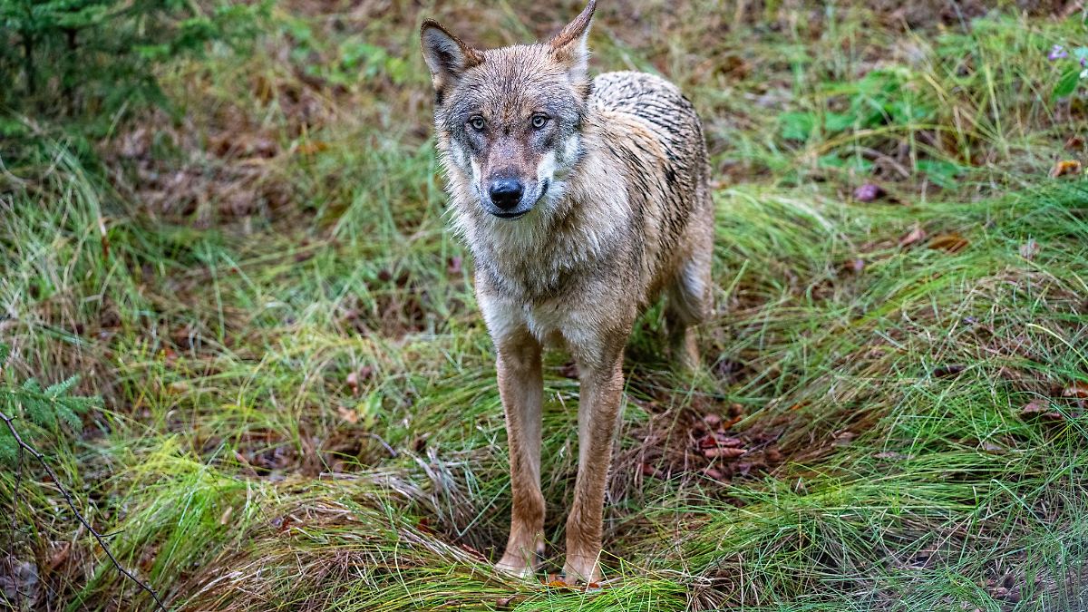 Niedersachsen & Bremen: Land setzt Abschussgenehmigung für Wolf wieder in Kraft