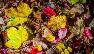 Berlin & Brandenburg: Windiges Herbstwetter mit Schauern in der Region