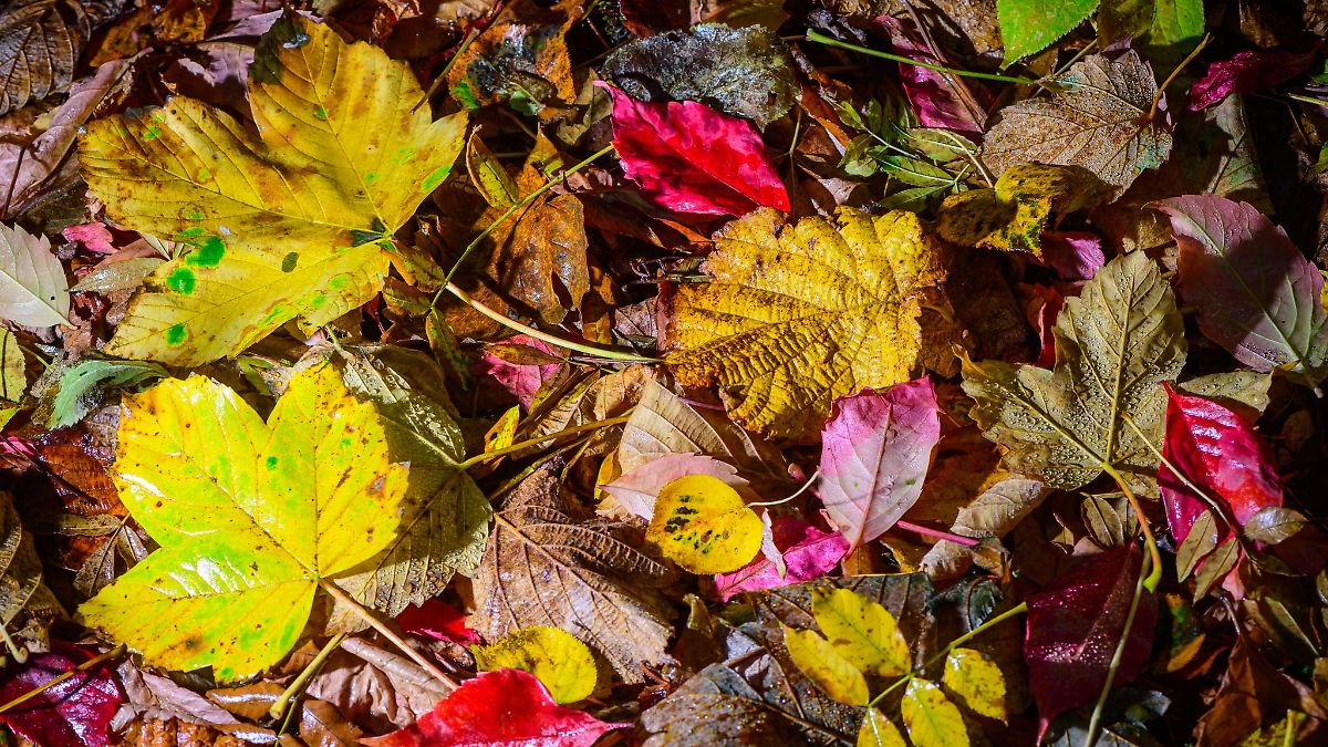 Berlin & Brandenburg: Windiges Herbstwetter mit Schauern in der Region