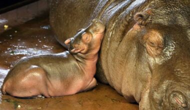 Berlin & Brandenburg: Flusspferd-Nachwuchs im Berliner Zoo