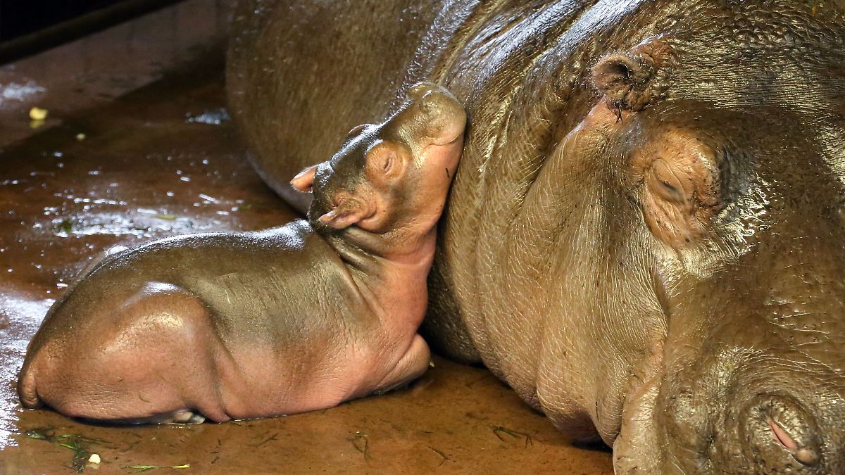 Berlin & Brandenburg: Flusspferd-Nachwuchs im Berliner Zoo