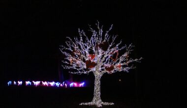 Lichtskulpturen der Deluminous ziehen in der Adventszeit in die City