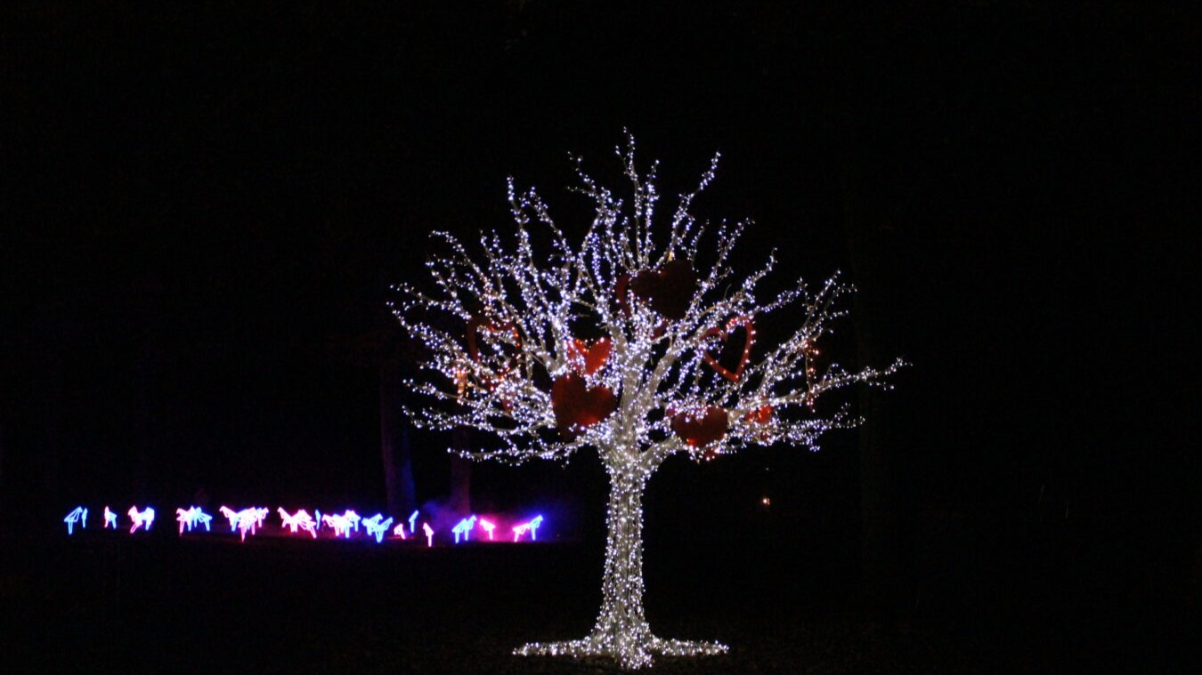 Lichtskulpturen der Deluminous ziehen in der Adventszeit in die City
