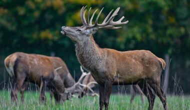 Berlin & Brandenburg: Hirsche am Limit - Brunftzeit im Wildpark gestartet