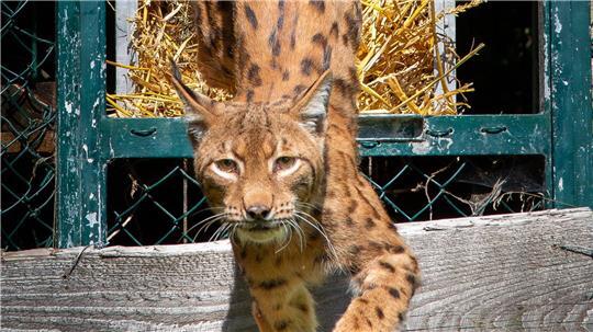 Neuer Zuchtluchs im Harz angekommen Der rund sechs Jahre alte männliche Luchs inspiziert im Harz sein Gehege. (Handout)