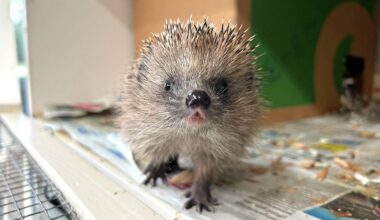 Berlin & Brandenburg: Igel in Wohnungsnot – Berliner Auffangstation ist überfüllt
